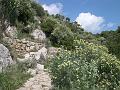 barba di giove sul sentiero